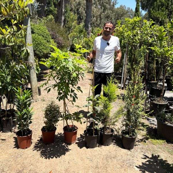 3 ב- 200 ש"ח- צמחי חוץ ובית